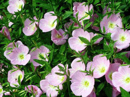 What are the conditions for more blossoms of evening primrose?