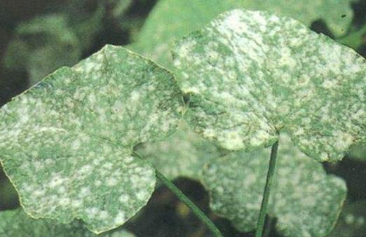 Petunia pest control methods, virus disease / leaf spot disease / white mildew / prevention