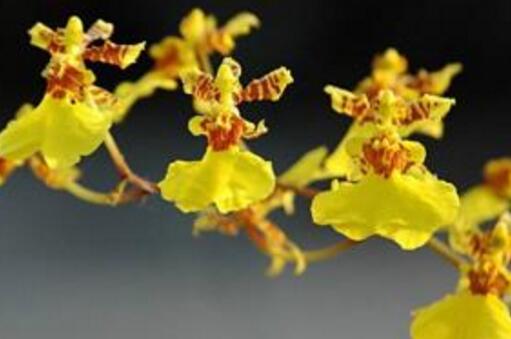 How to propagate Oncidium, the propagation method / ramet or tissue culture of Oncidium can be used.