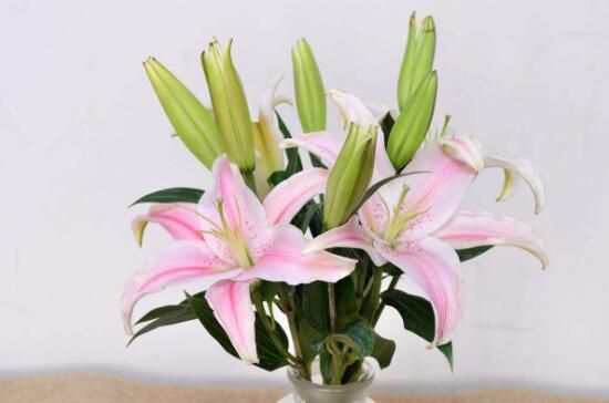 How to reproduce perfume lily, the four propagation methods / sowing survival rate of perfume lily is high.