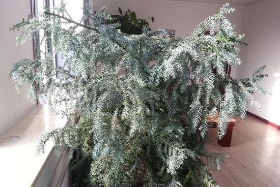 What about the withered Australian fir leaves, replenishing light / reasonable fertilization / replacing alkaline soil