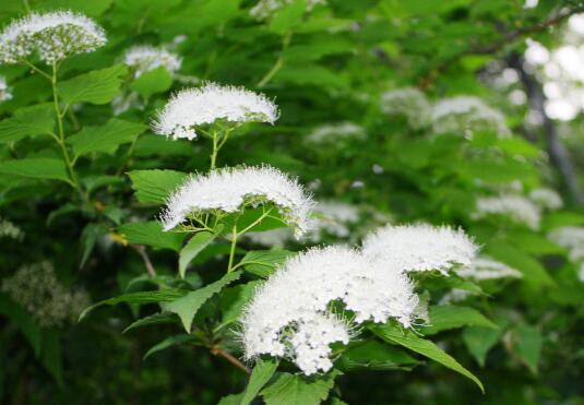 What is the flower language of Pearl Plum? hard work, friendship / maintenance skills of Pearl Plum with bonsai