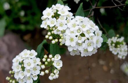 How does fragrant snowball sow, when does fragrant snowball sow / attach sowing and cutting skills