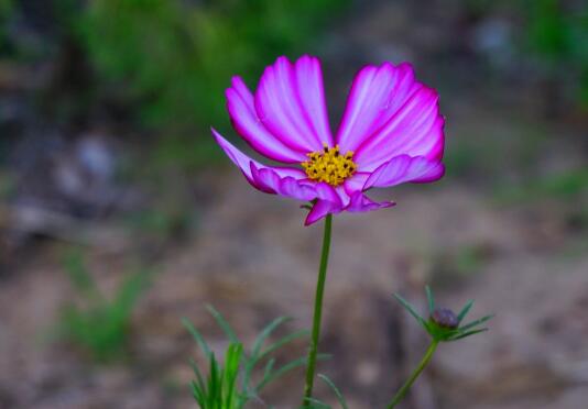 What about the long worm of Persian chrysanthemum? disease and pest control of Persian chrysanthemum / 2 insect pests 2 diseases