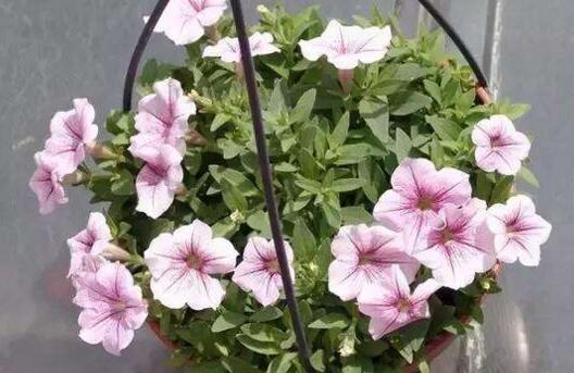 How to reproduce Petunia, when to sow Petunia / Petunia cutting method Diagram