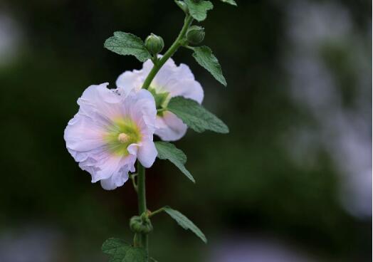 How to grow hollyhock, the planting method of hollyhock / high survival rate in spring