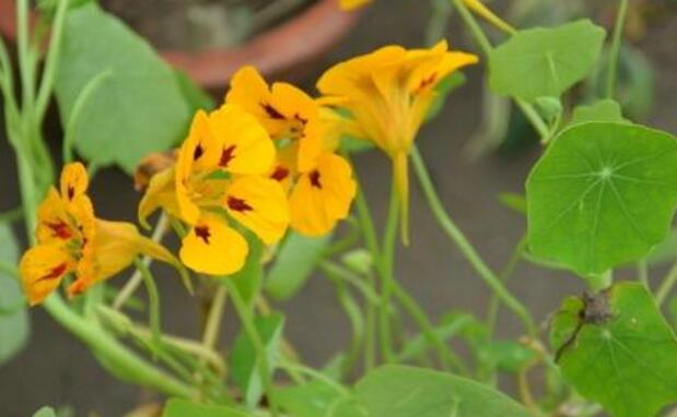 How long can nasturtium live? It is very important to prevent and control diseases and insect pests of nasturtium.