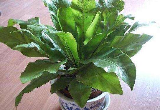 How to reproduce bird's nest fern, the method of reproduction / ramet or spore reproduction of bird's nest fern