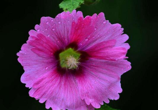 How to propagate hollyhock, propagation method / sowing / cutting / ramet of hollyhock