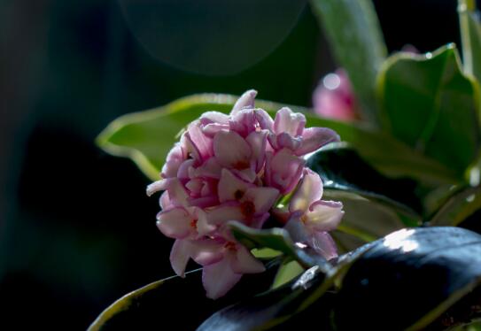 The cutting method of Phnom Penh Daphne is that the cutting / substrate drainage is good / the branches are strong in spring.