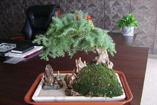 Australian fir bonsai how to trim, Australian fir pruning methods / three tricks to create a perfect shape