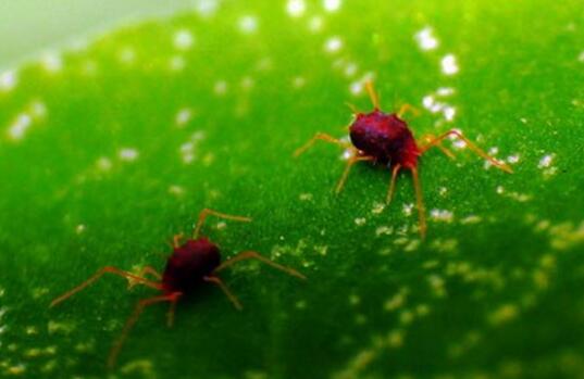 Disease and pest control of dragon blood tree, red spider / scale insect / black spot / prevention is very important