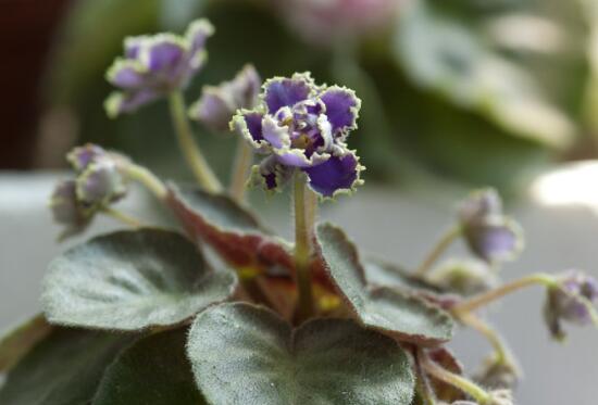 When does the African pansy blossom and how long does the African pansy blossom / maintain properly and blossom in four seasons