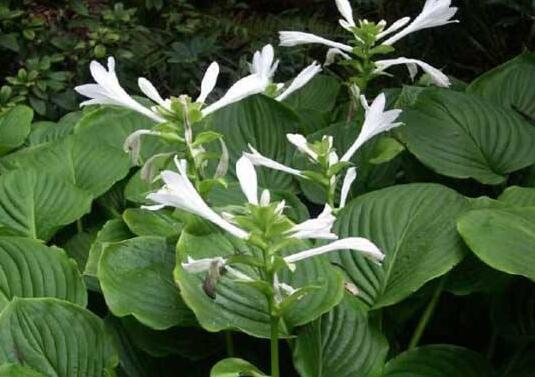 What to do with the growing insects of the flower of the jade hairpin, the pest control of the flower / 2 insect pests 2 diseases