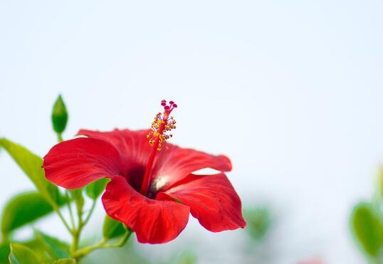 How to raise hibiscus flowers, cultivation methods and precautions of hibiscus flowers/sufficient light