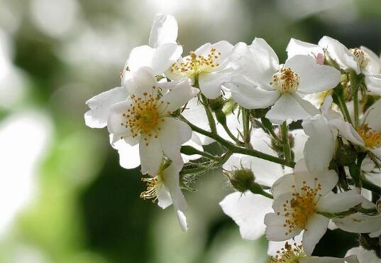 How to raise the mandarin flowers, the culture methods and matters needing attention / cultivation in the sunny place