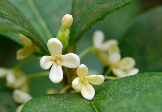 The difference between Cinnamomum chinense and Cinnamomum chinense is different in body shape / shape / breeding method.