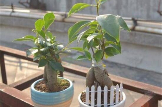 How to water ginseng fig, ginseng fig watering method/see dry see wet/change pot less watering