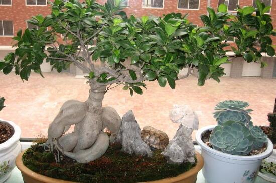 How to water banyan bonsai, banyan watering the correct way/summer morning and evening need watering