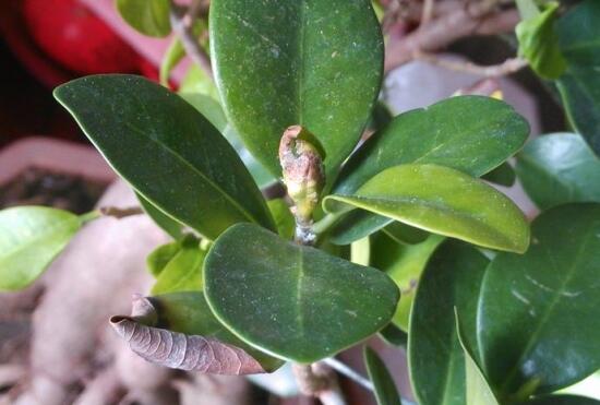 How to do the yellowing of banyan leaves? six causes and solutions / improper water and fertilizer is the key.