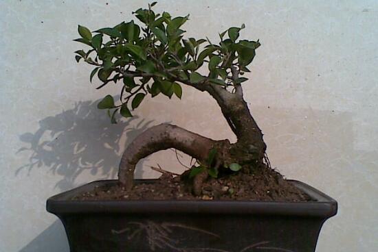 How to trim the bonsai of ginseng banyan, the pruning method of ginseng banyan / 3 tricks to cut out the perfect shape