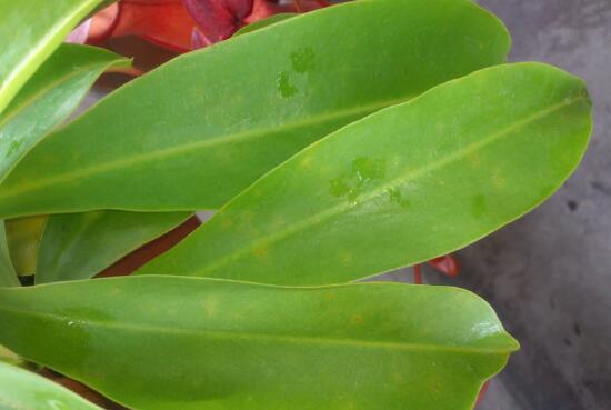 Pitcher plant insect growth how to do, pitcher plant pest control / 1 insect 2 disease spraying