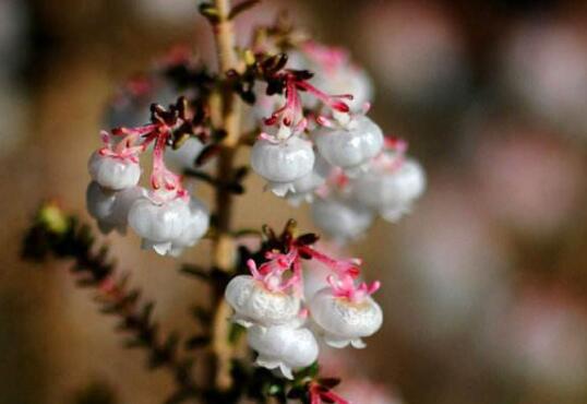 How to raise potted heather, breeding methods and precautions / avoid bright light