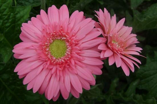 What about the long bugs of African chrysanthemum? disease and pest control of African chrysanthemum / spraying of root rot