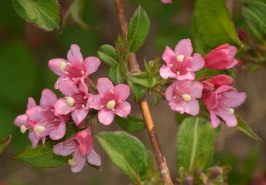 How to plant brocade flowers in pot, the best spring / soil drainage is better.