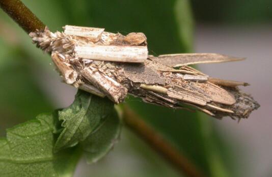 Disease and pest control of hibiscus flower, 5 insect pests and 2 diseases as early as possible / early rather than late