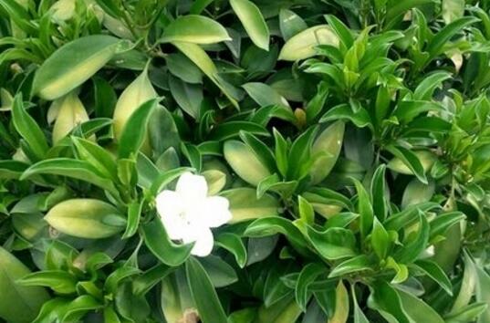 African jasmine pest control, learn four ways to avoid yellowing leaves and plant atrophy