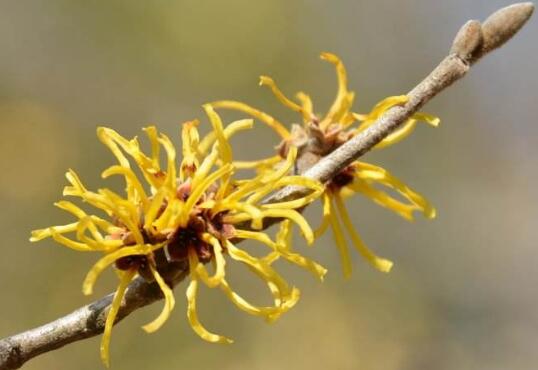 How to raise witch hazel, culture methods and precautions / sufficient light of witch hazel