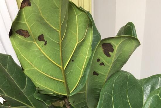 What about the rust spots on the banyan leaves? the causes of the rust spots on the leaves of the banyan leaves / pay attention to water and temperature