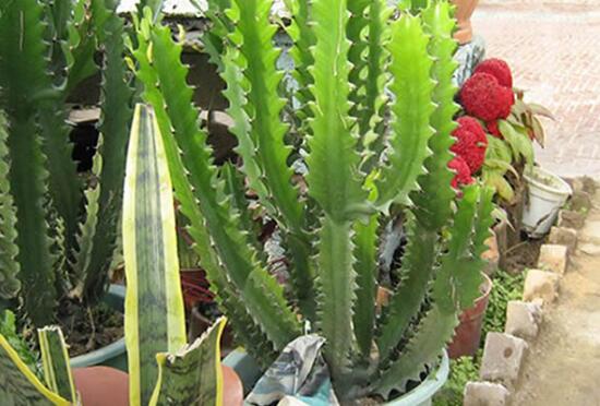 How to propagate keel flower, the cutting method of keel flower / spring cutting and winter flowering