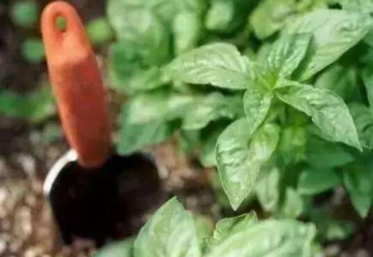 How to breed basil, basil when to sow/March-May sowing/can be cut