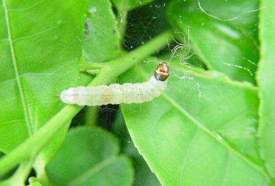 What about the ivy worms? the prevention and control of ivy diseases and insect pests / finding the right cause is crucial.