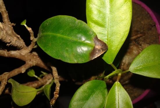 Ginseng banyan leaves black how to do, add light / proper watering / pay attention to keep warm in winter