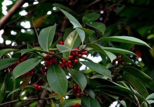 How to do holly leaves yellowing, apply thin fertilizer frequently / replenish water / shade