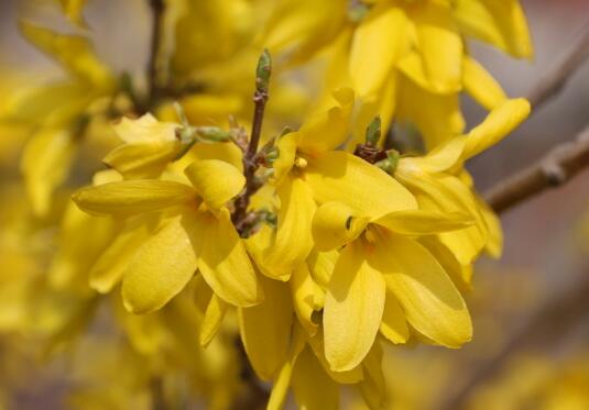 How to raise Forsythia suspensa, the culture methods and precautions of Forsythia suspensa / avoid stagnant water / avoid bright light