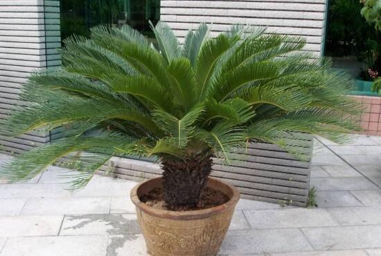 How to raise the iron tree, the cultivation methods and precautions / light of potted iron tree should be sufficient.