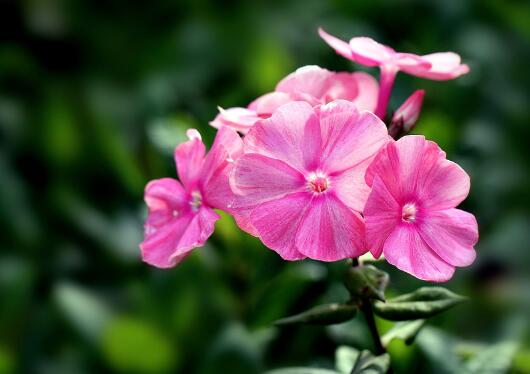 Can Beautiful Sakura be cut? the cutting method / can be cut / the survival rate is very high.