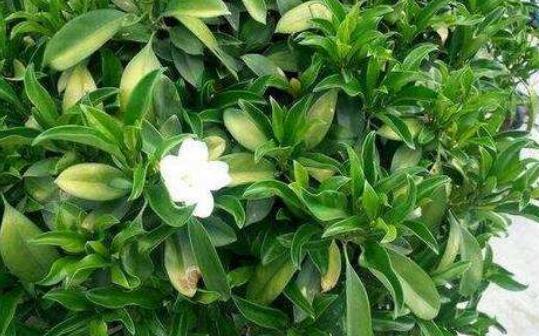 How to propagate African jasmine? the propagation method / cutting survival rate of African jasmine is 80%.