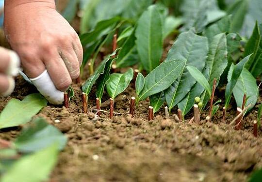 How to cut begonia in four seasons, the best cutting method is graphic / April-May cutting.