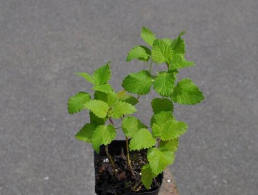 How to propagate peppermint, the propagation mode / cutting propagation of mint has a high survival rate.