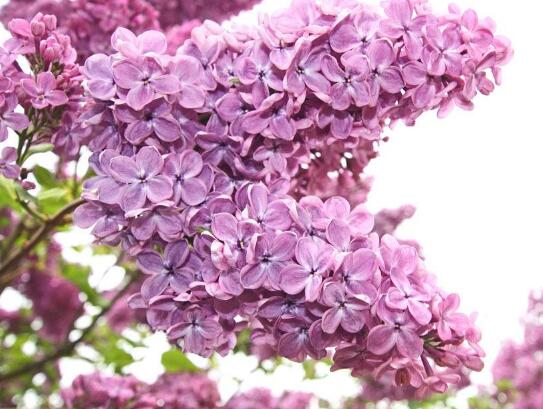 How to breed lilac flowers, lilac flower propagation method/sowing, cutting, layering