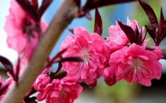 The propagation method / grafting / sowing of Prunus mandshurica can be used in how to reproduce.