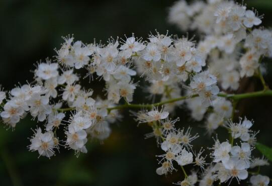 How to propagate Pearl Plum, the propagation method / sowing / cutting / ramet / striping of Pearl Plum