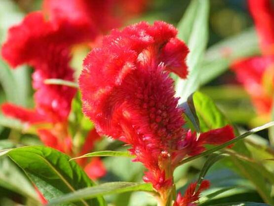 How to reproduce Celosia cristata, the propagation method / sowing survival rate of Celosia cristata is high.