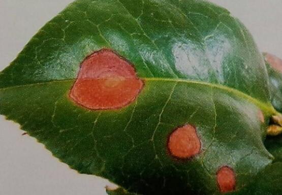 What about the camellias? control of diseases and insect pests of camellias / 4 insect pests and 3 diseases