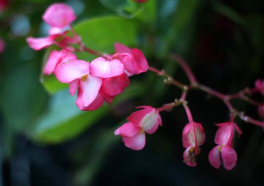 How to sow and propagate crabapple in four seasons, sowing in spring and autumn is the best / container disinfection / seed quickening.